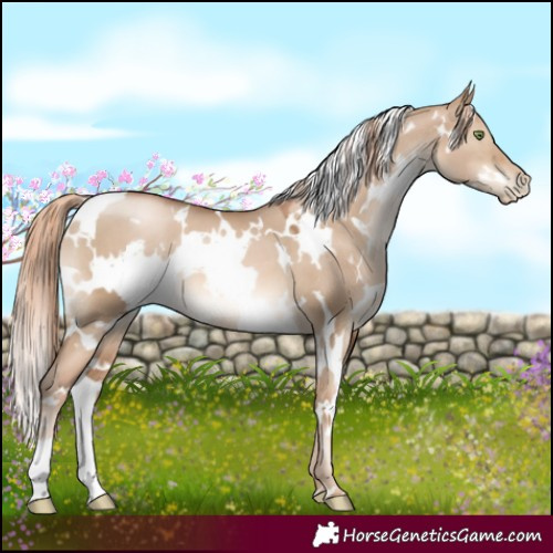 Horse Color:White Spotted Liver Red Dun Pearl 
