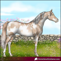 Horse Color:White Spotted Liver Red Dun Pearl 
