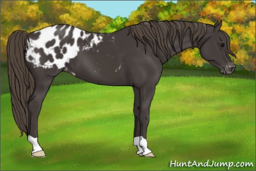 Horse Color:Smoky Black Appaloosa 