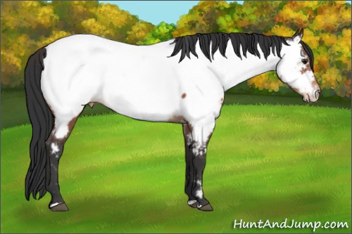 Horse Color:White Spotted Brown Appaloosa 