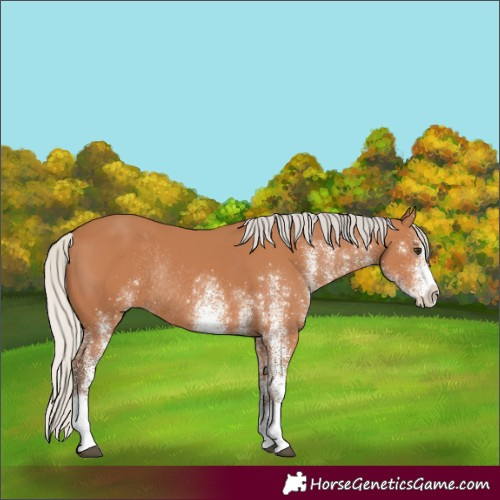 Horse Color:White Spotted Silver Bay Rabicano 