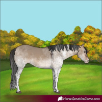 Horse Color:White Spotted Brown Dun Tobiano 