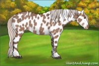 Horse Color:Silver Brown Dun Appaloosa 