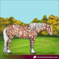 Horse Color:Silver Bay Appaloosa Rabicano