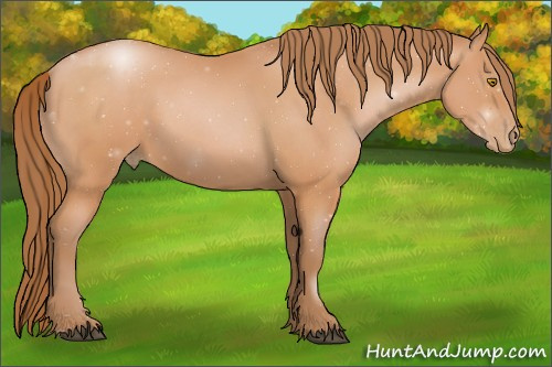 Horse Color:Bay Pearl 