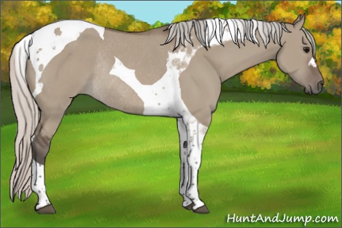 Horse Color:Silver Grullo Tobiano Rabicano 