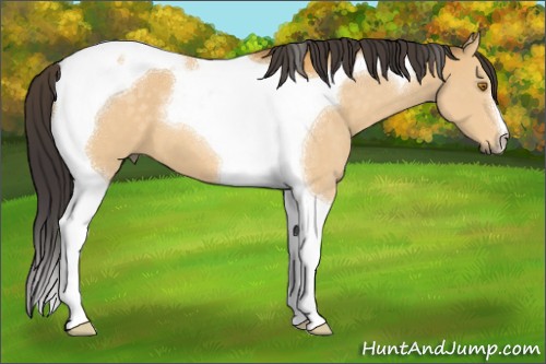 Horse Color:Buckskin Mushroom Tobiano 