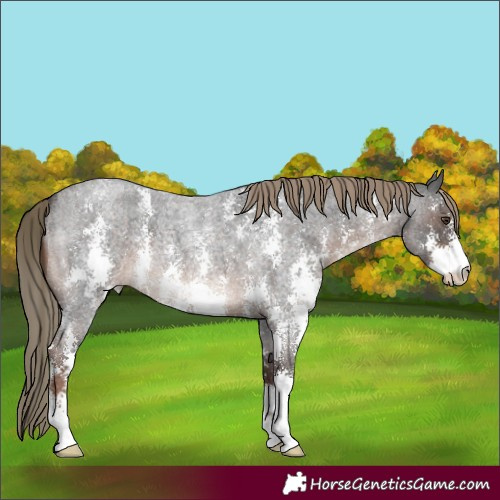 Horse Color:Liver Red Roan Sabino