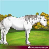 Horse Color:Gray White Spotted Silver Brown Splash 
