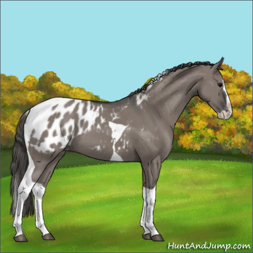 Horse Color:Grullo Splash Tobiano Appaloosa 