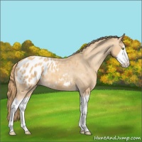 Horse Color:Gold Champagne Splash Appaloosa 