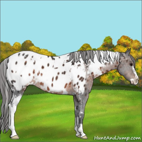 Horse Color:White Spotted Brown Sabino Appaloosa 