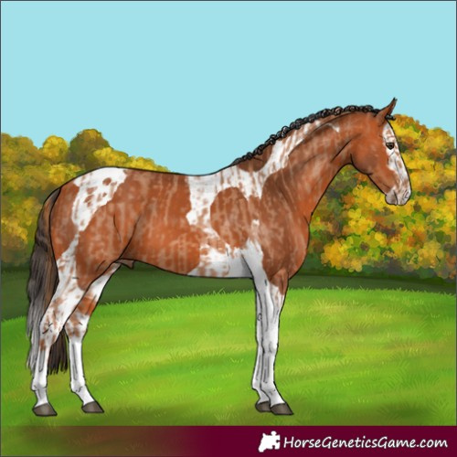 Horse Color:Red Roan Tobiano  and Bay Splash Tobiano 
