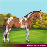 Horse Color:Red Roan Tobiano  and Bay Splash Tobiano 