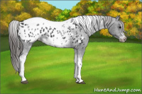 Horse Color:White Spotted Black Splash Tobiano Frame Appaloosa