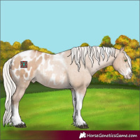 Horse Color:Silver Brown Pearl Dun Sabino Tobiano Appaloosa Rabicano 