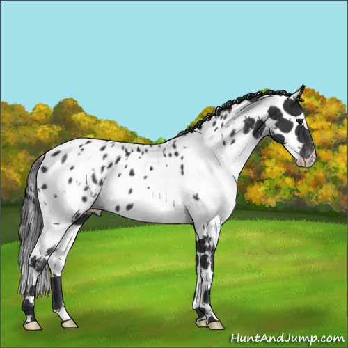 Horse Color:White Spotted Black Splash Tobiano Appaloosa 