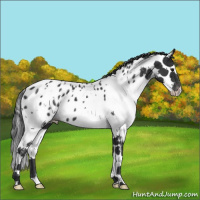 Horse Color:White Spotted Black Splash Tobiano Appaloosa 