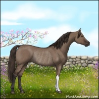 Horse Color:Liver Red Dun Rabicano 