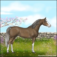 Horse Color:Chocolate Palomino Splash 