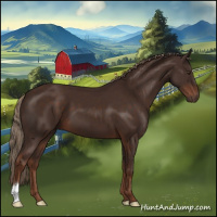Horse Color:Liver Chestnut 