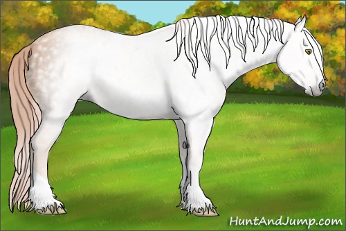 Horse Color:Gray Gold Champagne Tobiano
