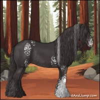 Horse Color:White Spotted Smoky Black Rabicano 