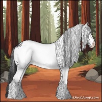 Horse Color:White Spotted Black