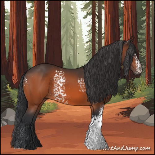 Horse Color:White Spotted Bay 