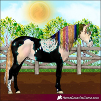 Horse Color:Painted Buckskin Pearl Tobiano 