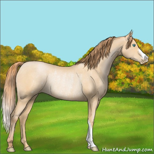 Horse Color:Buckskin Pearl Rabicano