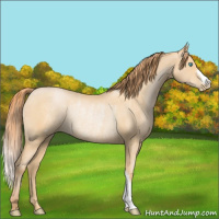 Horse Color:Buckskin Pearl Rabicano