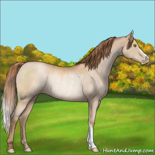 Horse Color:Bay Pearl Rabicano