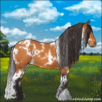 Horse Color:White Spotted Buckskin 
