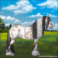 Horse Color:White Spotted Brown Dun Leopard