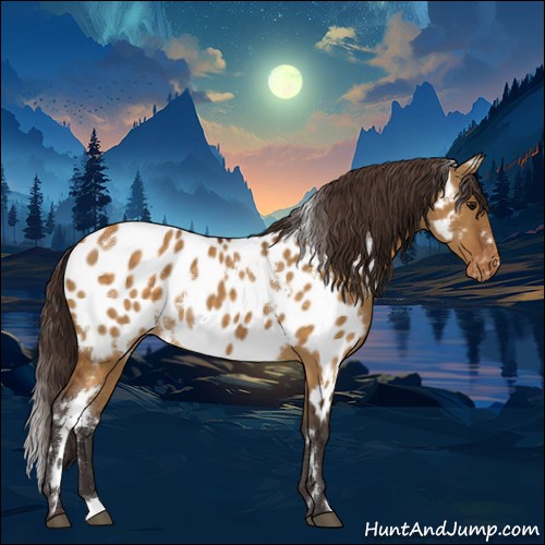 Horse Color:White Spotted Buckskin Dun Appaloosa
