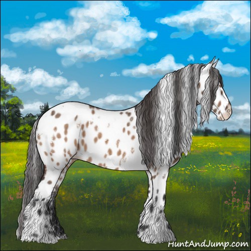 Horse Color:White Spotted Brown Dun Appaloosa