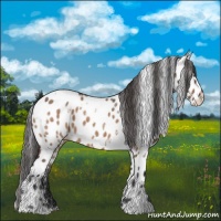 Horse Color:White Spotted Brown Dun Appaloosa 