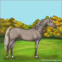 Horse Color:Silver Grullo Roan