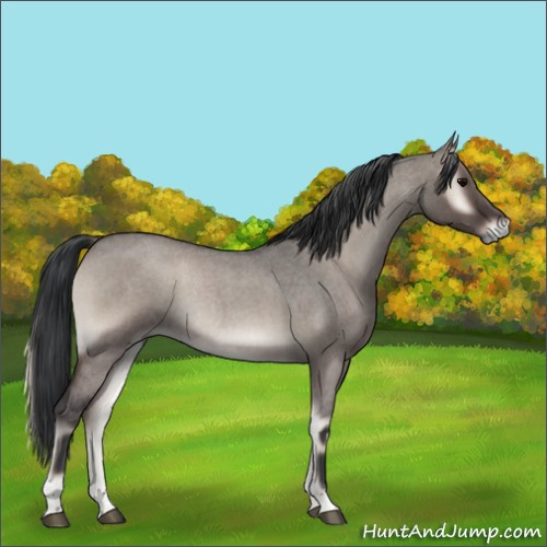 Horse Color:Grullo Roan Onyx Rabicano 