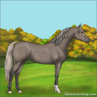 Horse Color:Silver Grullo 