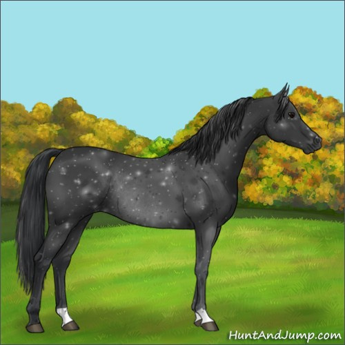 Horse Color:Black Rabicano 