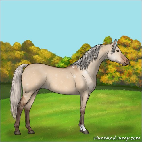Horse Color:Silver Brown Dun Rabicano 