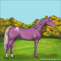 Horse Color:Watercolor Silver Black Appaloosa Rabicano 