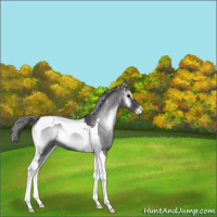 Horse Color:Smoky Blue Onyx Chinchilla Tobiano Appaloosa 