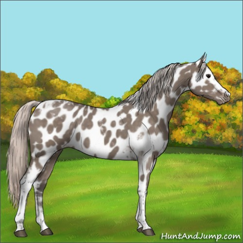 Horse Color:White Spotted Silver Grullo Tobiano Appaloosa 