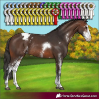 Horse Color:Brown Sabino Varnish Rabicano 