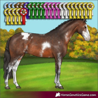 Horse Color:Brown Sabino Appaloosa Rabicano 