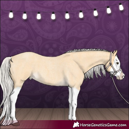 Horse Color:Silver Buckskin Roan Splash 