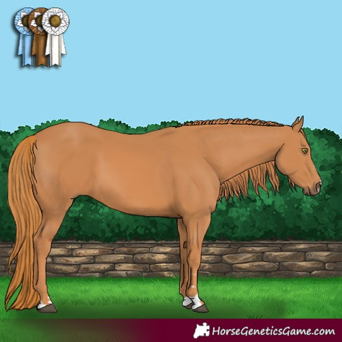 Horse Color:Chestnut 